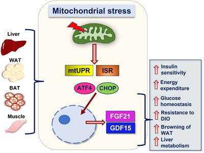 The roles of FGF21 and GDF15 in mediating the mitochondrial integrated stress response